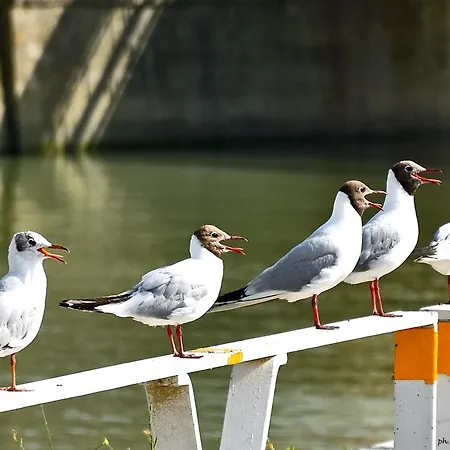 Velvet 西尼加利亚
